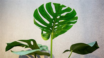 為什么在店里長得好好的植物，買回家就命都沒了？